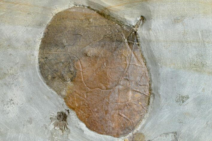 Paleocene Fossil Leaf (Zizyphoides) - Montana #165006